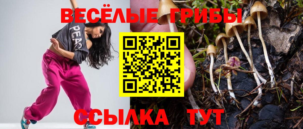 наркотики  Вход с VPN  Тула  Галлюциногенные грибы Psilocybe 